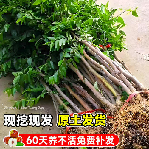 冰糖脆枣树活苗沾化冬枣树大枣超甜南方北方耐寒特大盆栽冬枣苗树 - 图1