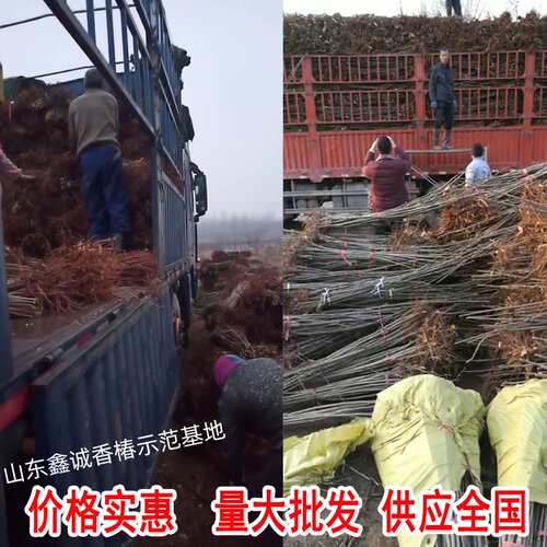 香椿苗树正宗红油香椿树苖食用春芽小苗矮化地栽盆栽四季种植 - 图2