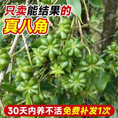 耐寒八角树树苗南北方庭院四季高栽种植食用大红茴香嫁接苗八角苗 - 图2