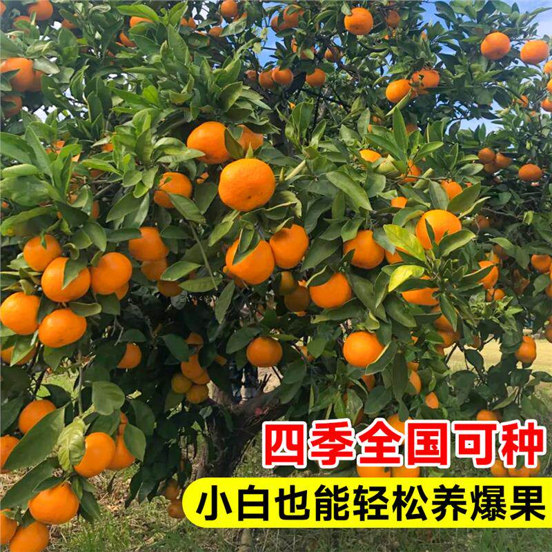 正宗四川丑橘春见耙耙柑果树苗水果种植粑粑柑丑桔橘子树果苗地栽,淘宝优惠券,粉丝福利购,淘宝优惠卷