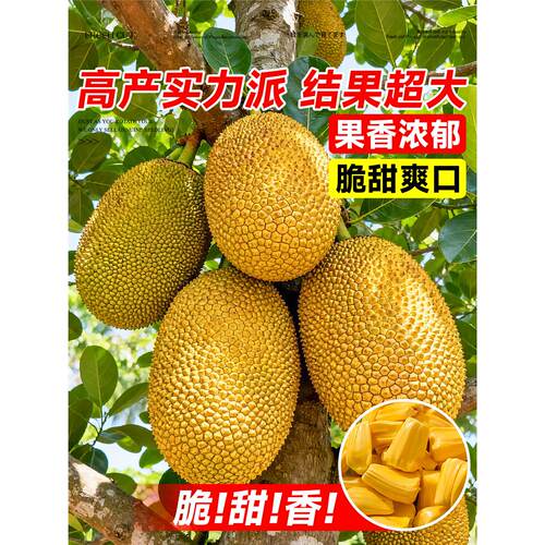 菠萝蜜树树苗嫁接果树果苗大树当年结果四季庭院盆栽地栽耐寒榴莲 - 图2