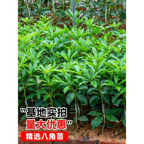 嫁接八角树苗大红八角苗带土带叶盆栽矮化东荣罗马八角苗四季可种 - 图1