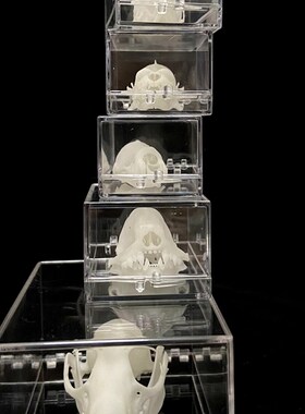 新款3D打印动物骨骼标本高精度模型光敏树脂摆件装饰礼物收藏定制