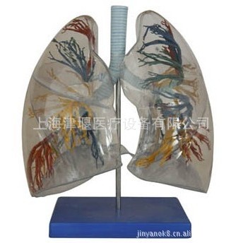 透明肺段模型肺解剖 支气管树 胸外科呼吸科模型标本人体肺部模型,淘宝优惠券,粉丝福利购,淘宝优惠卷