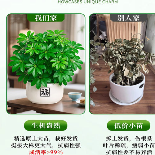 鸭脚木盆栽招财旺宅桌面盆景发财树绿植室内客厅中式禅意四季植物 - 图3
