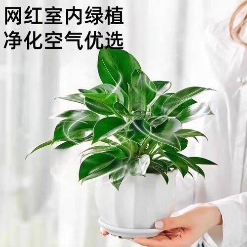铂金钻盆栽绿萝箩花卉室内植物水培办公室除醛绿植多肉发财树好养 - 图2