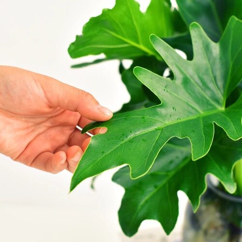 春羽水培植物盆栽室内客厅办公室桌面花卉大叶龟背竹好养绿植 - 图1