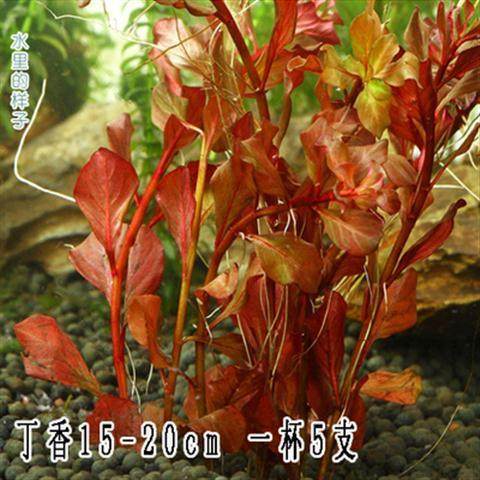 水草活体 淡水 植物鱼缸造景水草蜈蚣草绿菊增氧水草懒人水草活体 - 图1