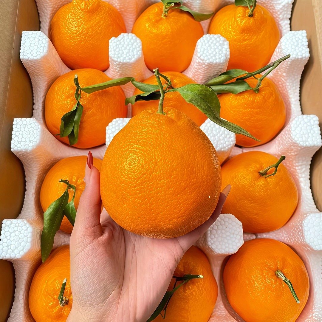 正宗四川春见耙耙柑四川当季粑粑柑橘子新鲜水果酸甜多汁产地直发,淘宝优惠券,粉丝福利购,淘宝优惠卷