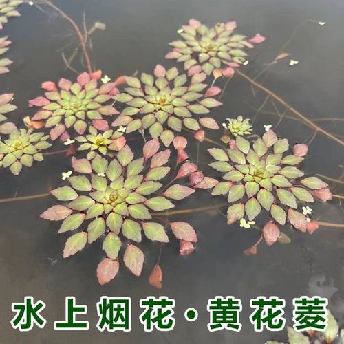 水上烟火植物净化水养华菱黄花危地马拉丁香浮萍水草鱼缸造景装饰 - 图1