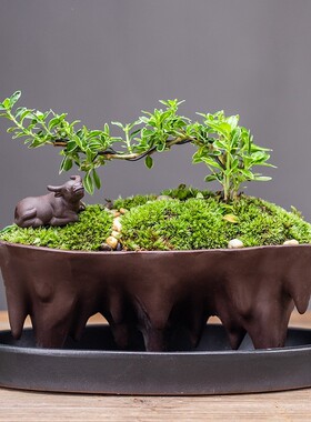 发财树办公客厅茶几玄关装饰招净化空气文竹陶瓷栽盆创意轻奢摆件