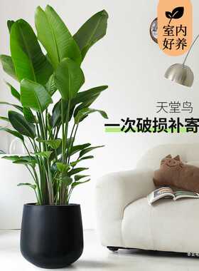 天堂鸟客厅植物室内大盆栽大型真绿植办公乔迁公司落地花卉鹤望兰