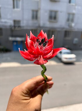 手作灯工玻璃铃尾鸢兰花枝虞美人摆件知璃水晶安达琉江永生花龙年