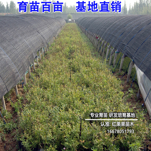 薄雾蓝莓苗盆栽庭院蓝莓树果苗南方种植北方耐寒超大号特大树小苗 - 图1