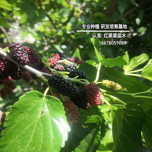 德昌桑葚树苗北方耐寒果苗南方盆栽食用庭院超大号养蚕当年结果苗 - 图0