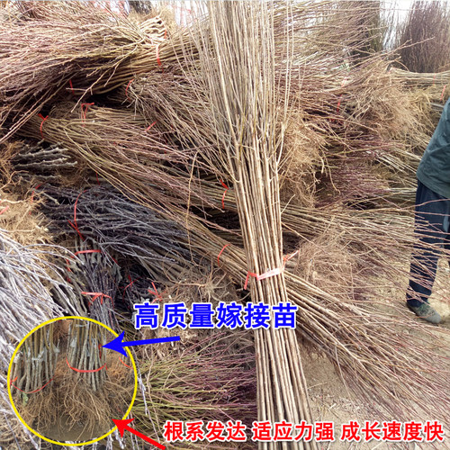 国峰七号李子树苗超大号耐寒嫁接西施李子水果苗树南北方种植庭院 - 图2