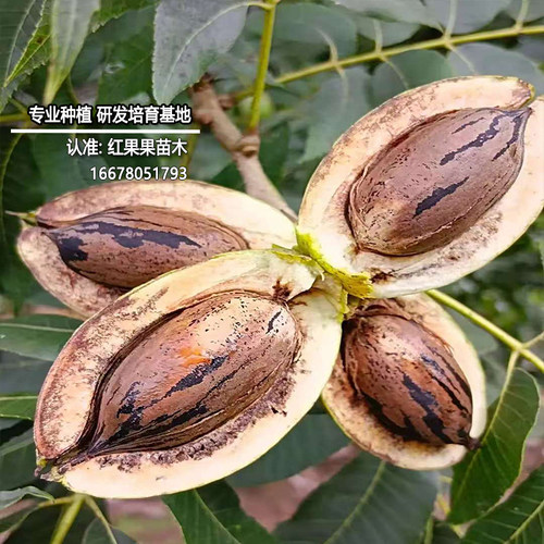 碧根果树果苗当年结果嫁接苗树碧根果苗包邮树苗薄壳山核桃树果苗 - 图2