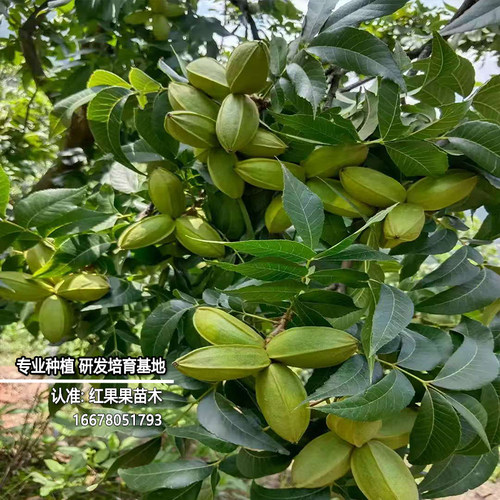 碧根果树果苗当年结果嫁接苗树碧根果苗包邮树苗薄壳山核桃树果苗 - 图1