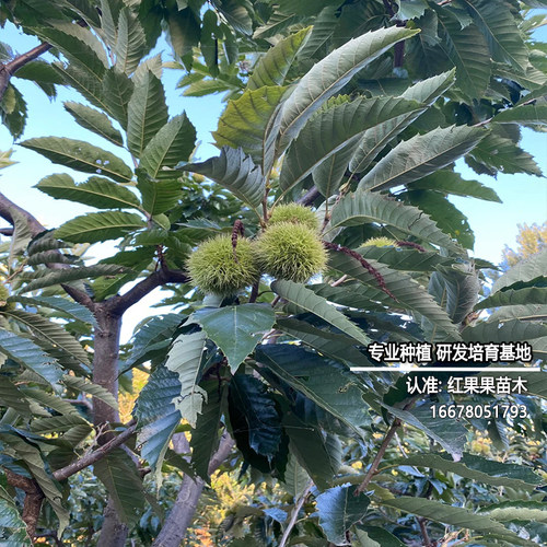 迁西板栗苗耐寒超大号嫁接苗庭院耐冻板栗树果苗早熟油小栗子良种 - 图1