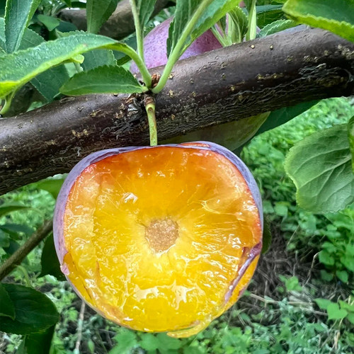 国峰七号李子树苗超大号耐寒嫁接西施李子水果苗树南北方种植庭院 - 图0