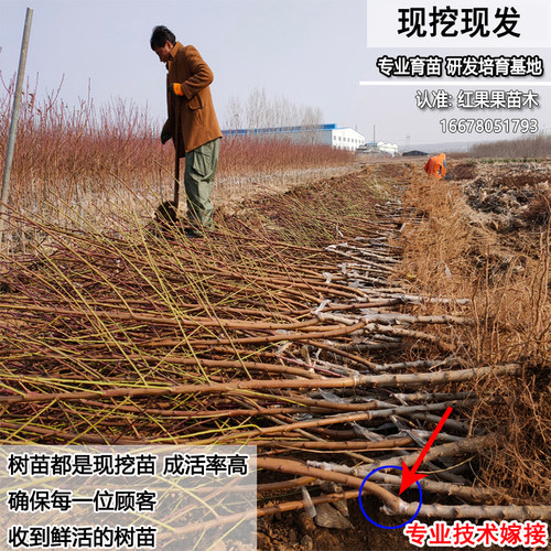 霸王脆桃苗早熟嫁接桃树果苗北方耐寒南方庭院大树盆栽小苗新品种 - 图1