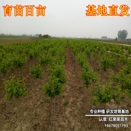 大五棱山楂树活苗大果嫁接苗南方北方耐寒耐冻超大号庭院大果地栽 - 图2