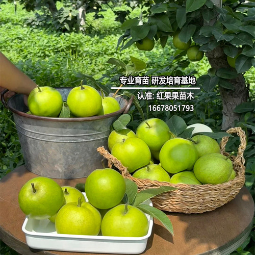 早熟7月 青皮梨树苗正宗梨树果苗翠冠梨嫁接苗耐寒庭院特小苗批发 - 图0