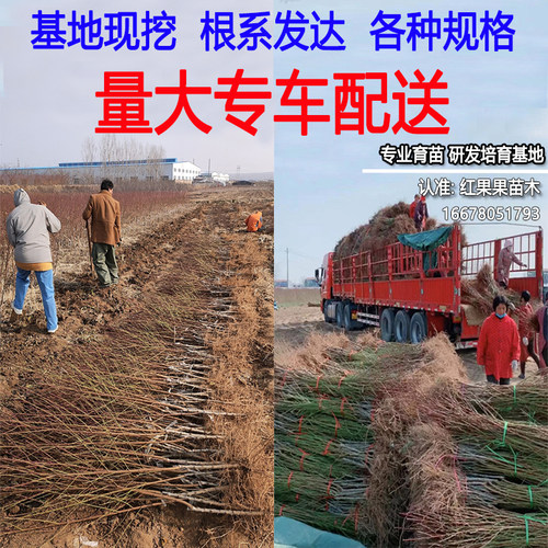 霸王脆桃苗早熟嫁接桃树果苗北方耐寒南方庭院大树盆栽小苗新品种 - 图2