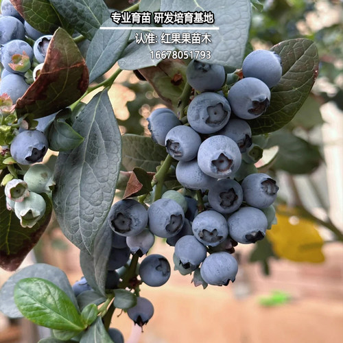 薄雾蓝莓苗盆栽庭院蓝莓树果苗南方种植北方耐寒超大号特大树小苗 - 图0