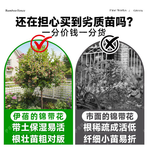 五彩锦带树苗状元树耐寒盆栽庭院绿化南北种植绿植四季高杆棒棒糖 - 图0