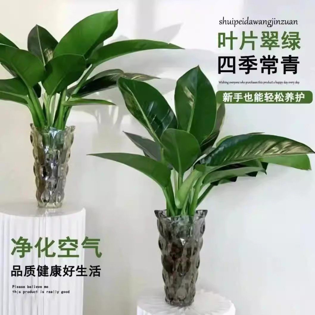 【下单立减50】大叶金钻水培植物盆栽绿公主室内桌面_WH,淘宝优惠券,粉丝福利购,淘宝优惠卷