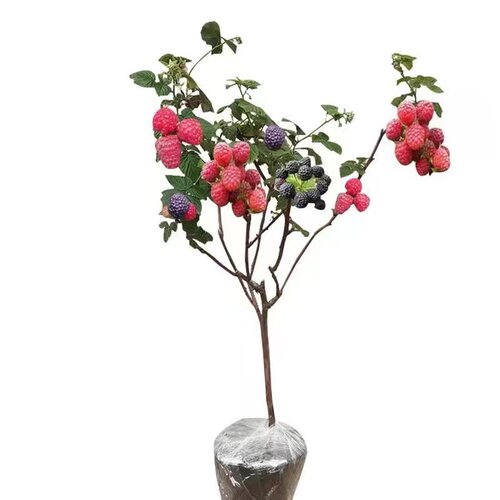 树莓苗双季覆盆子果树苗盆栽地栽南北方种植红黄树莓果苗多年生 - 图3