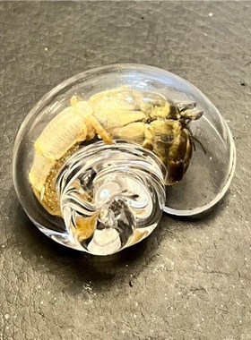 寄居蟹替换壳手工透明水晶玻璃海螺宠物备用DIY摆件鱼缸水族造景