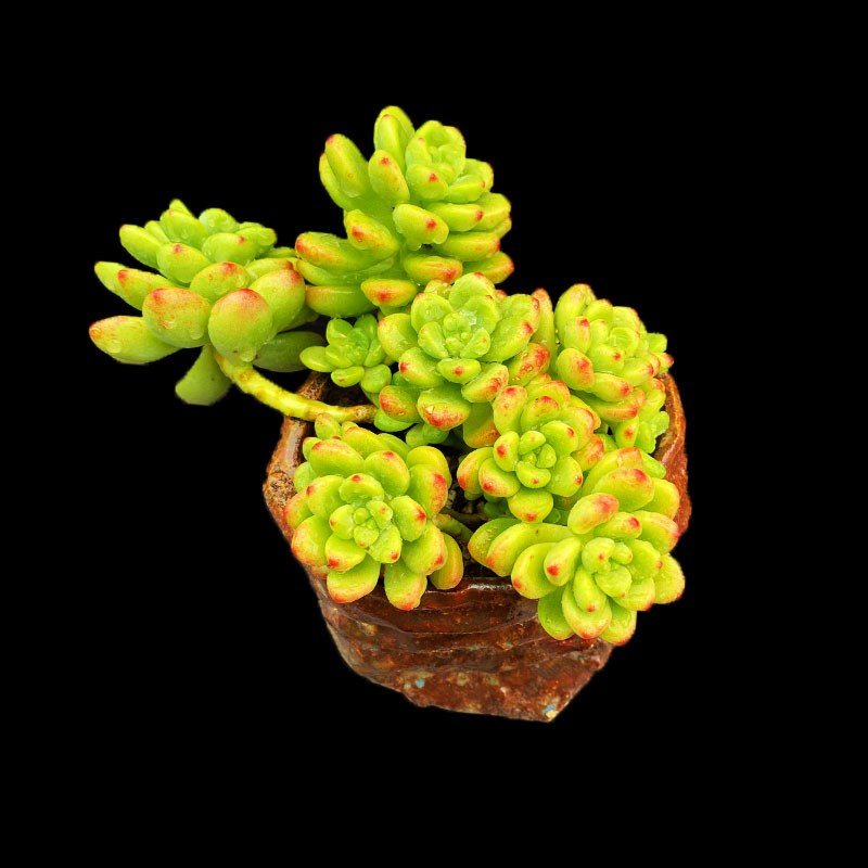 香格里拉 有香味果冻红色老桩悬崖造型飘枝圆萌云U南多肉植物包邮 - 图0