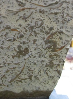 燕子石古生物化石工艺 礼品化石礼收藏品 标本三叶虫家居摆件包邮