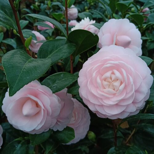 宫粉茶花盆栽粉红色小桃红带花苞老品种庭院花卉树苗阳台好养绿植 - 图0
