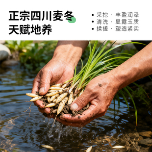 黄芪野生中药材100克甘肃岷县特级