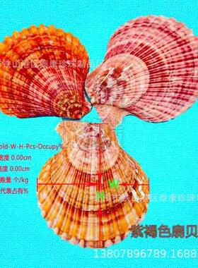 厂黄色扇贝2壳0kg/箱 可烧贝烤 紫色大扇家贝壳画画HJB-LOP-饰品