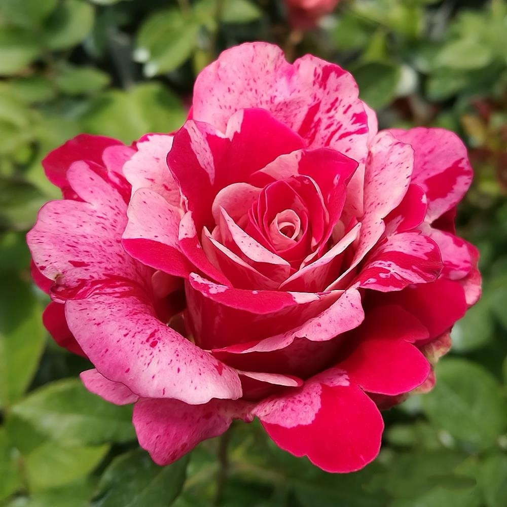 新品 疯狂双色/俩疯子 月季花苗大花条纹灌木勤花庭院阳台盆栽,淘宝优惠券,粉丝福利购,淘宝优惠卷