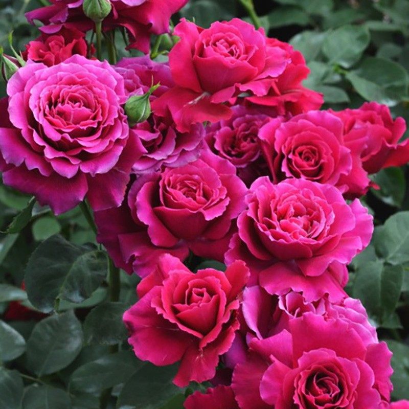 新品 红丘/天家胭脂 月季花苗 河本灌木大花浓香勤花月季庭院阳台,淘宝优惠券,粉丝福利购,淘宝优惠卷