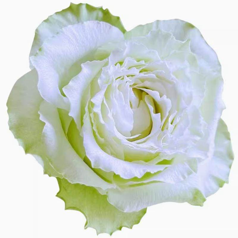 新品 薄荷茶 月季花苗奶绿色小卷边大花灌木月季阳台庭院盆栽,淘宝优惠券,粉丝福利购,淘宝优惠卷