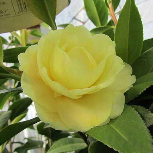 正黄旗茶花盆栽山茶花树花苗观花植物花卉室内阳台庭院阳台绿植 - 图1