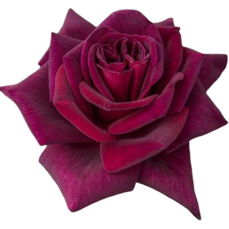 新品 暗香 月季玫瑰花苗 黑巴克升级版 浓香灌木大花勤花庭院盆栽,淘宝优惠券,粉丝福利购,淘宝优惠卷