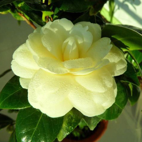 正黄旗茶花盆栽山茶花树花苗观花植物花卉室内阳台庭院阳台绿植 - 图2