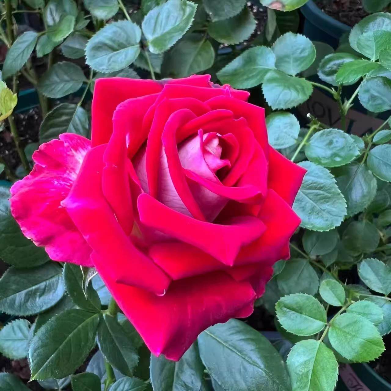 新品 桃花雪露台 月季花苗 稀有复色切花灌木月季 阳台庭院盆栽,淘宝优惠券,粉丝福利购,淘宝优惠卷