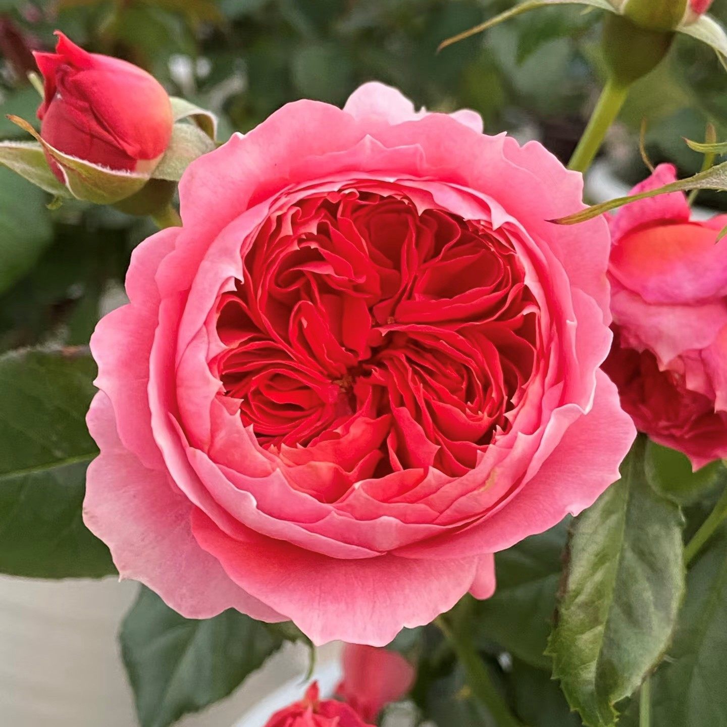 朱砂碗 月季花苗灌木浓香勤花包子型月季阳台花卉庭院盆栽花卉,淘宝优惠券,粉丝福利购,淘宝优惠卷