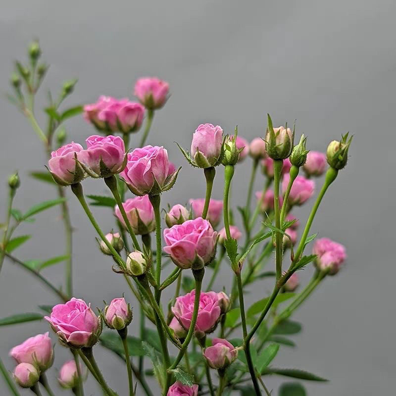 微月 须惠姬 月季花苗 微型月季灌木多头勤花 阳台绿植庭院盆栽,淘宝优惠券,粉丝福利购,淘宝优惠卷