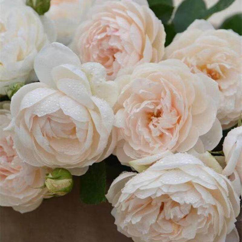 新品 日本小兔子 灌木微型月季花苗花卉浓香阳台庭院微型玫瑰,淘宝优惠券,粉丝福利购,淘宝优惠卷