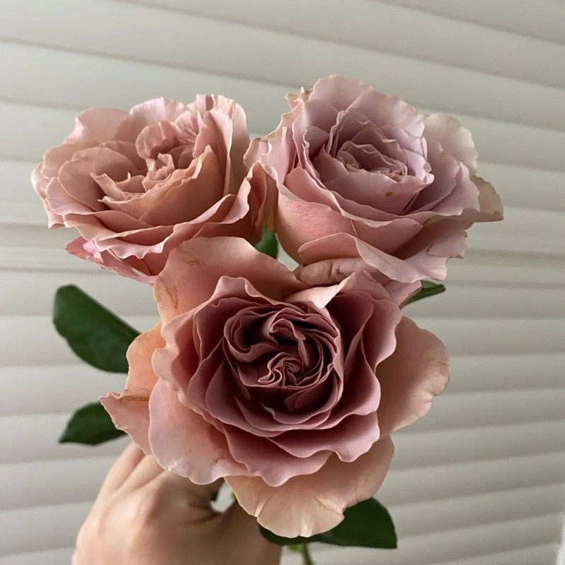 拿铁咖啡 复古色系大花月季花苗灌木多季勤花 阳台花园盆栽花卉,淘宝优惠券,粉丝福利购,淘宝优惠卷