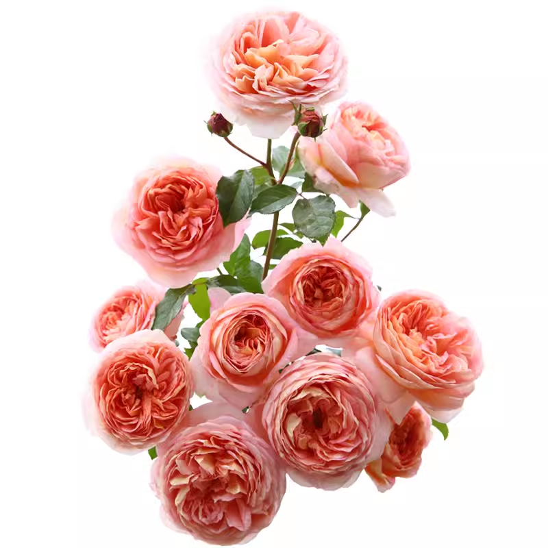 亚伯拉罕/达比 月季花苗奥斯汀大花勤花多头可藤可灌阳台盆栽花卉,淘宝优惠券,粉丝福利购,淘宝优惠卷